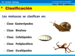 Los moluscos se clasifican en:
VII - Unidad : Biología
Tema: REINO ANIMALIA II
I.E.P «Nuestra Señora de Guadalupe»
- Clase Gasterópodos
- Clase Bivalvos
- Clase Cefalópodos
- Clase Poliplacóforo
- Clase Escafópodos
 