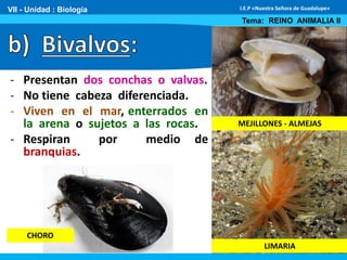 - Presentan dos conchas o valvas.
- No tiene cabeza diferenciada.
- Viven en el mar, enterrados en
la arena o sujetos a las rocas.
- Respiran por medio de
branquias.
VII - Unidad : Biología
Tema: REINO ANIMALIA II
I.E.P «Nuestra Señora de Guadalupe»
MEJILLONES - ALMEJAS
LIMARIA
CHORO
 