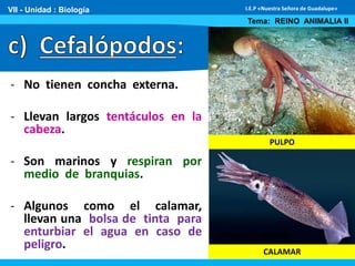 - No tienen concha externa.
- Llevan largos tentáculos en la
cabeza.
- Son marinos y respiran por
medio de branquias.
- Algunos como el calamar,
llevan una bolsa de tinta para
enturbiar el agua en caso de
peligro.
VII - Unidad : Biología
Tema: REINO ANIMALIA II
I.E.P «Nuestra Señora de Guadalupe»
PULPO
CALAMAR
 