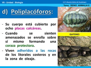 - Su cuerpo está cubierto por
ocho placas calcáreas.
- Cuando se sienten
amenazados se enrolla sobre
sí mismo formando una
coraza protectora.
- Viven adheridos a las rocas
de los litorales costeros y en
la zona de oleaje.
VII - Unidad : Biología
Tema: REINO ANIMALIA II
I.E.P «Nuestra Señora de Guadalupe»
QUITONES
 