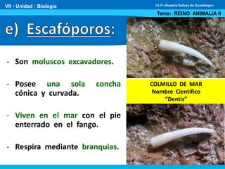 - Son moluscos excavadores.
- Posee una sola concha
cónica y curvada.
- Viven en el mar con el pie
enterrado en el fango.
- Respira mediante branquias.
VII - Unidad : Biología
Tema: REINO ANIMALIA II
I.E.P «Nuestra Señora de Guadalupe»
COLMILLO DE MAR
Nombre Científico
“Dentis”
 