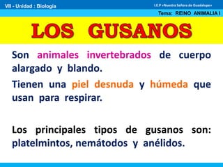 Son animales invertebrados de cuerpo
alargado y blando.
Tienen una piel desnuda y húmeda que
usan para respirar.
Los principales tipos de gusanos son:
platelmintos, nemátodos y anélidos.
VII - Unidad : Biología
Tema: REINO ANIMALIA I
I.E.P «Nuestra Señora de Guadalupe»
 