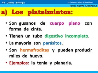 • Son gusanos de cuerpo plano con
forma de cinta.
• Tienen un tubo digestivo incompleto.
• La mayoría son parásitos.
• Son hermafroditas y pueden producir
miles de huevo.
• Ejemplos: la tenia y planaria.
VII - Unidad : Biología
Tema: REINO ANIMALIA I
I.E.P «Nuestra Señora de Guadalupe»
 