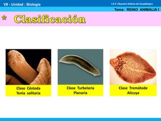 VII - Unidad : Biología
Tema: REINO ANIMALIA I
I.E.P «Nuestra Señora de Guadalupe»
Clase Céstoda
Tenia solitaria
Clase Turbelaria
Planaria
Clase Tremátode
Alicuya
 