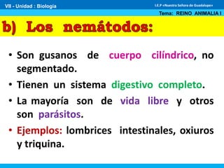 • Son gusanos de cuerpo cilíndrico, no
segmentado.
• Tienen un sistema digestivo completo.
• La mayoría son de vida libre y otros
son parásitos.
• Ejemplos: lombrices intestinales, oxiuros
y triquina.
VII - Unidad : Biología
Tema: REINO ANIMALIA I
I.E.P «Nuestra Señora de Guadalupe»
 
