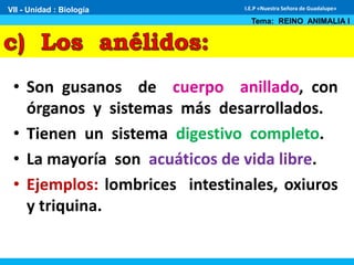 • Son gusanos de cuerpo anillado, con
órganos y sistemas más desarrollados.
• Tienen un sistema digestivo completo.
• La mayoría son acuáticos de vida libre.
• Ejemplos: lombrices intestinales, oxiuros
y triquina.
VII - Unidad : Biología
Tema: REINO ANIMALIA I
I.E.P «Nuestra Señora de Guadalupe»
 