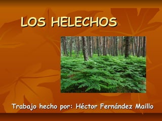 LOS HELECHOS




Trabajo hecho por: Héctor Fernández Maillo
 