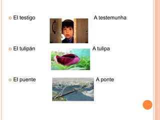  El testigo A testemunha
 El tulipán A tulipa
 El puente A ponte
 