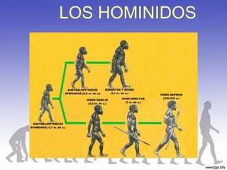LOS HOMINIDOS
 