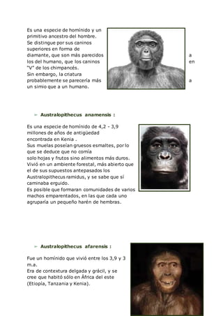 10
Es una especie de homínido y un
primitivo ancestro del hombre.
Se distingue por sus caninos
superiores en forma de
diamante, que son más parecidos a
los del humano, que los caninos en
“V” de los chimpancés.
Sin embargo, la criatura
probablemente se parecería más a
un simio que a un humano.
➢ Australopithecus anamensis :
Es una especie de homínido de 4,2 - 3,9
millones de años de antigüedad
encontrada en Kenia .
Sus muelas poseían gruesos esmaltes, por lo
que se deduce que no comía
solo hojas y frutos sino alimentos más duros.
Vivió en un ambiente forestal, más abierto que
el de sus supuestos antepasados los
Australopithecus ramidus, y se sabe que sí
caminaba erguido.
Es posible que formaran comunidades de varios
machos emparentados, en las que cada uno
agruparía un pequeño harén de hembras.
➢ Australopithecus afarensis :
Fue un homínido que vivió entre los 3,9 y 3
m.a.
Era de contextura delgada y grácil, y se
cree que habitó sólo en África del este
(Etiopía, Tanzania y Kenia).
 