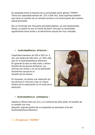 11
Es aceptado entre la mayoría de la comunidad cómo género “HOMO”.
Tenía una capacidad craneal de: 375 a 550 cm3. Esto significa también
que tiene un cerebro de un tamaño cercano a la tercera parte del humano
actual promedio.
Era un homínido con frecuente actividad arbórea, ya sea recolectando
frutos, su pecho no era en forma de barril sino que se estrechaba
agudamente hacia arriba y el dimorfismo sexual era muy marcado.
➢ Australopithecus africanus :
Capacidad craneana de 430 a 520 cm 3,
con una media de 440 cm3, un 10% más
que en el Australopithecus afarensis.
En general la cara es más corta y menor
tamaño de las piezas dentarias. Los
caninos son cortos y no se ha detectado
dimorfismo sexual en el
tamaño de los manos.
En resumen, se ofrece una reducción de
los caninos e incisivos y hay un mayor
énfasis de la masticación en el resto de la
dentición.
➢ Australopithecus aethiopicus :
Habitó en África entre los 2,6 y 2,3 millones de años atrás. El tamaño de
su cerebro era muy
pequeño, algunas partes de su esqueleto se asemejan a los del
Australopithecus Afarensis.
3.6 El género “HOMO”
 