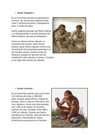 13
➢ Homo Ergaster :
Es un homínido extinto ya plenamente
humano. Se estima que apareció hace
unos 2 millones de años y desapareció
hace 1 millón de años.
Homo ergaster procede del Homo Habilis
y es básicamente la versión africana del
Homo erectus, del que es antecesor.
Tiene un cráneo menos robusto. A
excepción del cráneo, tanto Homo
erectus como Homo ergaster tienen una
constitución física bastante parecida a la
del hombre actual, siendo similar en
estatura, aunque en general son de
complexión más robusta y fuerte, y tienden
a ser algo más anchos de caderas
➢ Homo erectus :
Es un homínido extinto, que vivió entre
1,8 millones de años y 300.000
años. Emigró desde África y habitó en
Europa, china y alcanzó indonesia. Era
muy robusto y tenía una talla elevada,
casi 1,80 m de media. El volumen
craneal era muy variable, entre 800 y
1200 cm cúbicos. Poseía una fuerte
mandíbula sin mentón, pero de dientes
pequeños. Presentaba un mayor
dimorfismo sexual que en el hombre
 