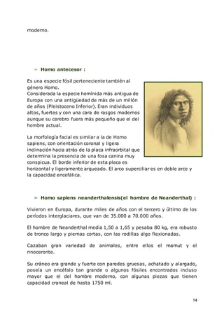 14
moderno.
➢ Homo antecesor :
Es una especie fósil perteneciente también al
género Homo.
Considerada la especie homínida más antigua de
Europa con una antigüedad de más de un millón
de años (Pleistoceno Inferior). Eran individuos
altos, fuertes y con una cara de rasgos modernos
aunque su cerebro fuera más pequeño que el del
hombre actual.
La morfología facial es similar a la de Homo
sapiens, con orientación coronal y ligera
inclinación hacia atrás de la placa infraorbital que
determina la presencia de una fosa canina muy
conspicua. El borde inferior de esta placa es
horizontal y ligeramente arqueado. El arco superciliar es en doble arco y
la capacidad encefálica.
➢ Homo sapiens neanderthalensis(el hombre de Neanderthal) :
Vivieron en Europa, durante miles de años con el tercero y último de los
períodos interglaciares, que van de 35.000 a 70.000 años.
El hombre de Neanderthal medía 1,50 a 1,65 y pesaba 80 kg, era robusto
de tronco largo y piernas cortas, con las rodillas algo flexionadas.
Cazaban gran variedad de animales, entre ellos el mamut y el
rinoceronte.
Su cráneo era grande y fuerte con paredes gruesas, achatado y alargado,
poseía un encéfalo tan grande o algunos fósiles encontrados incluso
mayor que el del hombre moderno, con algunas piezas que tienen
capacidad craneal de hasta 1750 ml.
 