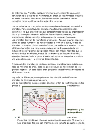 5
Se entiende por Primate, cualquier miembro perteneciente a un orden
particular de la clase de los Mamíferos. El orden de los Primates incluye a
los seres humanos, los simios, los monos y otros mamíferos menos
conocidos como los lémures, los loris y los tarseros.
Los seres humanos comparten un antepasado común con el resto de los
primates. Por ese motivo, los primates han fascinado siempre a los
científicos, ya que el estudio de sus características físicas, su organización
social y su comportamiento, así como los fósiles encontrados, les
proporcionan pistas sobre los antepasados de los seres humanos.
Los primates derivan de mamíferos arborícolas. Aunque algunas especies,
como los seres humanos, se han adaptado a vivir en el suelo, todos los
primates comparten ciertas características que están relacionadas con los
hábitos arborícolas que poseían sus antecesores. Esas características
incluyen brazos y piernas que pueden mover con mayor facilidad que la
mayoría de los mamíferos, dedos de las manos y de los pies flexibles,
ojos desplazados hacia la parte anterior del rostro — lo que hace posible
una visión binocular— y cerebros desarrollados.
El orden de los primates es bastante antiguo, probablemente existían ya
hace 60 millones de años, esto es, poco después de la extinción de los
grandes reptiles. En esta época eran pequeños insectívoros arborícolas de
hábitos nocturnos.
Hay más de 200 especies de primates. Los científicos clasifican los
primates de diversas maneras, pero
uno de los sistemas más aceptados divide el orden de los Primates en dos
grupos o subórdenes:
Los Prosimios y los
Antropoideos:
➢ El suborden
Prosimios constituye el grupo más pequeño, con unas 60 especies.
Los prosimios típicos son mamíferos de tamaño pequeño o medio
 