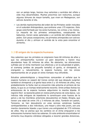 6
con un pelaje largo, hocicos muy salientes y sentidos del olfato y
oído muy desarrollados. Muchos prosimios son nocturnos, aunque
algunos lémures de mayor tamaño, que viven en Madagascar, son
activos durante el día.
➢ Los demás representantes del orden de los Primates están incluidos
en el suborden Antropoideos, que contiene unas 175 especies. Este
grupo está formado por los seres humanos, los simios y los monos.
La mayoría de los primates antropoideos, exceptuando los
babuinos, tienen caras aplanadas y un sentido del olfato bastante
pobre. Con pocas excepciones, los primates antropoides son activos
durante el día y utilizan el sentido de la vista para encontrar el
alimento.
3.3 El origen de la especie humana
Hoy sabemos que los primates se originaron hace 60 millones de años y
que los antropomorfos tuvieron un gran desarrollo y fueron muy
abundantes hace 20 millones de años. No obstante, las alteraciones
sufridas por el clima mermaron sus efectivos y en la actualidad el gibón,
el siamang (ambos de pequeño tamaño) el gorila, el chimpancé, el
orangután y, naturalmente, la especie humana, son los únicos
representantes de un grupo en otros tiempos muy difundido.
Estudios paleontológicos y bioquímicos concuerdan al señalar que la
especie humana se separó del tronco común del que después surgirían
también el chimpancé y el gorila hace entre 5 y 10 millones de años, muy
probablemente la fecha real se encuentre más próxima al primero de los
datos, lo que es un tiempo relativamente reciente. Entre ambas fechas los
antecesores de la especie humana adquirieron la marcha bípeda. El
registro fósil es bastante pobre en restos prehumanos de esta época. Los
indicios más antiguos de bipedismo lo constituyen unos huesos de la
pelvis y de los miembros anteriores descubiertos en Hadar, Etiopía, que
tienen una edad de entre 3'6 y 3 millones de años. También en Laetoli,
Tanzania, se han descubierto en unas cenizas volcánicas huellas
correspondientes a dos individuos, uno mayor y otro más joven, con una
marcha claramente bípeda y que tienen una antigüedad de 3'75 millones
de años. Hoy se piensa que los cambios en el clima empujaron a los
antecesores humanos hacia las sabanas. En este ambiente encontraban el
alimento muy disperso viéndose obligados a recorrer grandes distancias.
 