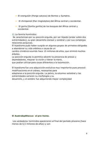 8
➔ El orangután (Pongo satyrus) de Borneo y Sumatra.
➔ El chimpancé (Pan troglodytes) del África central y occidental.
➔ El gorila (Gorilla gorilla) de los bosques del África central y
occidental.
2) La familia homínidos:
Se caracterizan por su posición erguida, por ser bípedo (andar sobre dos
extremidades), su gran desarrollo craneal y cerebral y por sus complejas
relaciones psíquicas.
El bipedismo pudo haber surgido en algunos grupos de primates obligados
a abandonar su vida arbórea a causa de un
cambio climático ocurrido hace 15 millones de años, que eliminó muchos
árboles.
La posición erguida le permitía advertir la presencia de presas y
depredadores, mejorar la visión y liberar la mano,
que podían utilizar para cosas diferentes a la locomoción.
El bipedismo fue una adquisición evolutiva muy importante pues provocó
modificaciones en el cráneo, necesarias para
adaptarse a la posición erguida. La pelvis, la columna vertebral y las
extremidades variaron su morfología y su
desarrollo, y el cerebro fue adquiriendo mayor complejidad
El Australopithecus: el pre-homo.
Los verdaderos homínidos aparecieron al final del período plioceno (hace
menos de 6,5 millones de años) y son
 