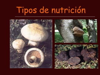Tipos de nutrición 