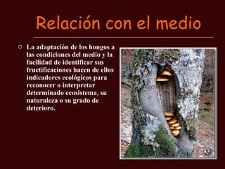 Relación con el medio La adaptación de los hongos a las condiciones del medio y la facilidad de identificar sus fructificaciones hacen de ellos indicadores ecológicos para reconocer o interpretar determinado ecosistema, su naturaleza o su grado de deterioro.  