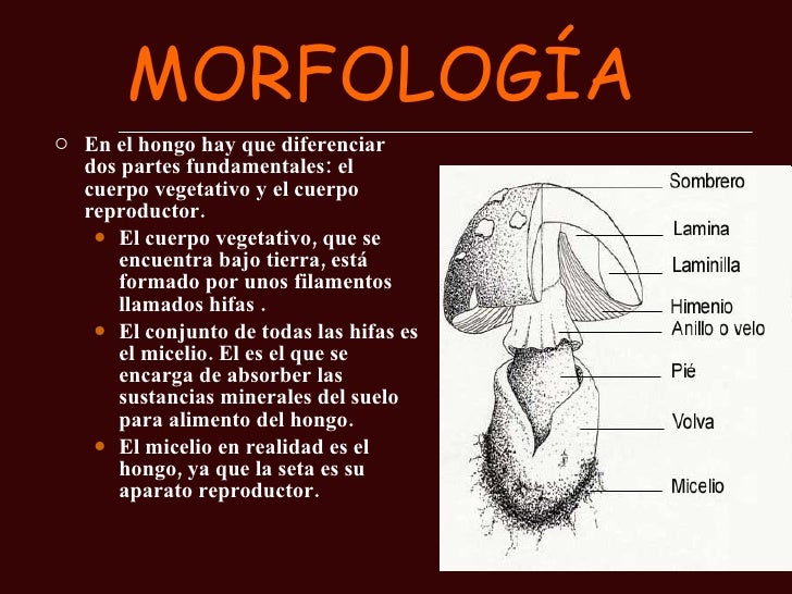 Los hongos Los hongos