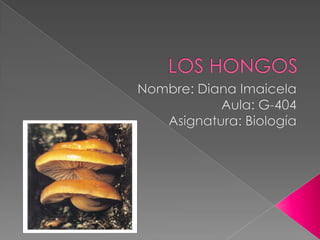 LOS HONGOS Nombre: Diana Imaicela Aula: G-404 Asignatura: Biología 