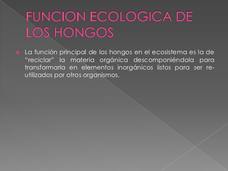 Los medios modernos del hongo en las paredes