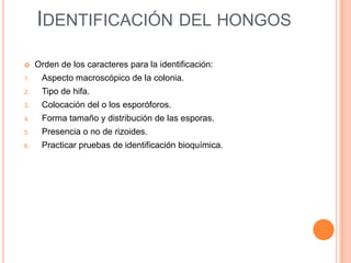 IDENTIFICACIÓN DEL HONGOS
    Orden de los caracteres para la identificación:
1.    Aspecto macroscópico de la colonia.
2.    Tipo de hifa.
3.    Colocación del o los esporóforos.
4.    Forma tamaño y distribución de las esporas.
5.    Presencia o no de rizoides.
6.    Practicar pruebas de identificación bioquímica.
 