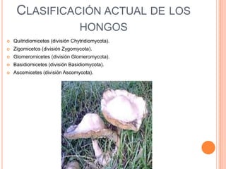 CLASIFICACIÓN ACTUAL DE LOS
                                  HONGOS
   Quitridiomicetes (división Chytridiomycota).
   Zigomicetos (división Zygomycota).
   Glomeromicetes (división Glomeromycota).
   Basidiomicetes (división Basidiomycota).
   Ascomicetes (división Ascomycota).
 