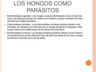 LOS HONGOS COMO
              PARÁSITOS
   Enfermedades vegetales : Los hongos causan enfermedades como el tizón del
    maíz, que destruye granos; los mildiús que infectan una gran variedad de frutas
    también son hongos parásitos.
   Enfermedades animales : Las enfermedades micóticas también afectan a los
    animales. Un ejemplo es la infección por un hongo del género Cordyceps. Este
    hongo infecta a los saltamontes de las selvas de Costa Rica.
   Enfermedades humanas: Los hongos parásitos también infectan al ser humano.
    Un deuteromiceto puede infectar el área de entre los dedos de los pies y causar
    la infección conocida como pie de atleta.
 