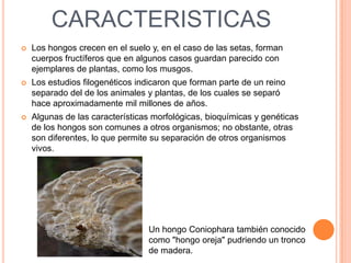 CARACTERISTICAS
   Los hongos crecen en el suelo y, en el caso de las setas, forman
    cuerpos fructíferos que en algunos casos guardan parecido con
    ejemplares de plantas, como los musgos.
   Los estudios filogenéticos indicaron que forman parte de un reino
    separado del de los animales y plantas, de los cuales se separó
    hace aproximadamente mil millones de años.
   Algunas de las características morfológicas, bioquímicas y genéticas
    de los hongos son comunes a otros organismos; no obstante, otras
    son diferentes, lo que permite su separación de otros organismos
    vivos.




                                 Un hongo Coniophara también conocido
                                 como "hongo oreja" pudriendo un tronco
                                 de madera.
 