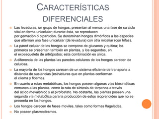 CARACTERÍSTICAS
                      DIFERENCIALES
   Las levaduras, un grupo de hongos, presentan al menos una fase de su ciclo
    vital en forma unicelular; durante ésta, se reproducen
    por gemación o bipartición. Se denominan hongos dimórficos a las especies
    que alternan una fase unicelular (de levadura) con otra miceliar (con hifas).
   La pared celular de los hongos se compone de glucanos y quitina; los
    primeros se presentan también en plantas, y los segundos, en
    el exoesqueleto de artrópodos; esta combinación es única.
   A diferencia de las plantas las paredes celulares de los hongos carecen de
    celulosa.
   La mayoría de los hongos carecen de un sistema eficiente de transporte a
    distancia de sustancias (estructuras que en plantas conforman
    el xilema y floema).
   En cuanto a rutas metabólicas, los hongos poseen algunas vías biosintéticas
    comunes a las plantas, como la ruta de síntesis de terpenos a través
    del ácido mevalónico y el pirofosfato. No obstante, las plantas poseen una
    segunda vía metabólica para la producción de estos isoprenoides que no se
    presenta en los hongos.
   Los hongos carecen de fases moviles, tales como formas flageladas.
   No poseen plasmodesmos.
 