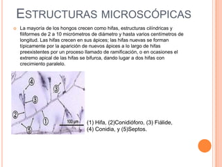ESTRUCTURAS MICROSCÓPICAS
   La mayoría de los hongos crecen como hifas, estructuras cilíndricas y
    filiformes de 2 a 10 micrómetros de diámetro y hasta varios centímetros de
    longitud. Las hifas crecen en sus ápices; las hifas nuevas se forman
    típicamente por la aparición de nuevos ápices a lo largo de hifas
    preexistentes por un proceso llamado de ramificación, o en ocasiones el
    extremo apical de las hifas se bifurca, dando lugar a dos hifas con
    crecimiento paralelo.




                                  (1) Hifa, (2)Conidióforo, (3) Fiálide,
                                  (4) Conidia, y (5)Septos.
 