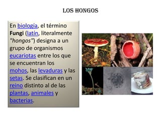 LOS HONGOS

En biología, el término
Fungi (latín, literalmente
"hongos") designa a un
grupo de organismos
eucariotas entre los que
se encuentran los
mohos, las levaduras y las
setas. Se clasifican en un
reino distinto al de las
plantas, animales y
bacterias.
 