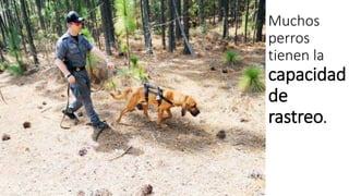 Muchos 
perros 
tienen la 
capacidad 
de 
rastreo. 
 