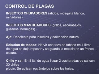 CONTROL DE PLAGAS INSECTOS CHUPADORES  (áfidos, mosquita blanca, minadores). INSECTOS MASTICADORES  (grillos, escarabajos, gusanos, hormigas). Ajo:  Repelente para insectos y bactericida natural. Solución de tabaco:  Hervir una taza de tabaco en 4 litros de agua se deja reposar y se guarda la mezcla en un frasco oscuro. Chile y sal:  En 8 lts. de agua licuar 2 cucharadas de sal con 30 chiles piquín. Se aplican rociándolos sobre las hojas. 