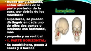 Los Huesos De La Cara 2023.pptx