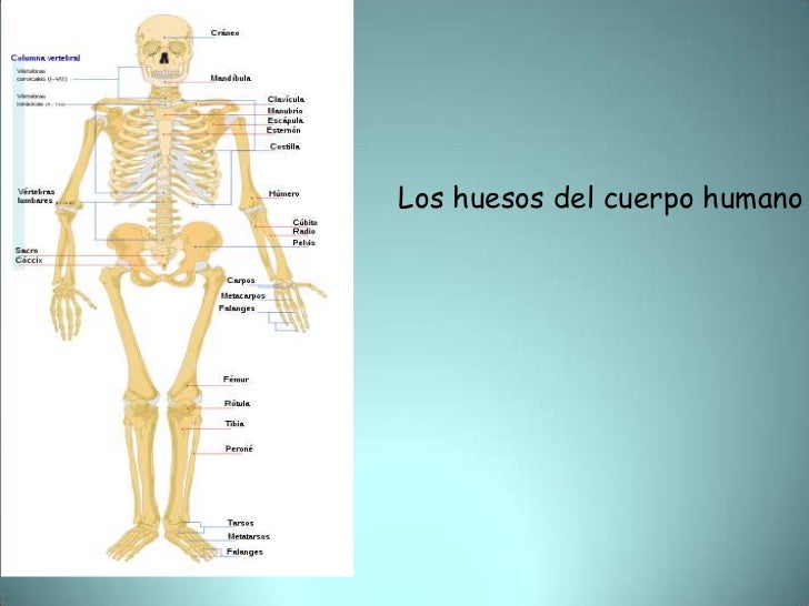 Huesos Musculos El Cuerpo Humano Organos