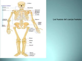 Los huesos del cuerpo humano 