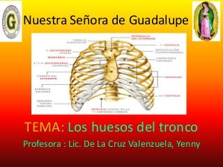 Nuestra Señora de Guadalupe
TEMA: Los huesos del tronco
Profesora : Lic. De La Cruz Valenzuela, Yenny
 
