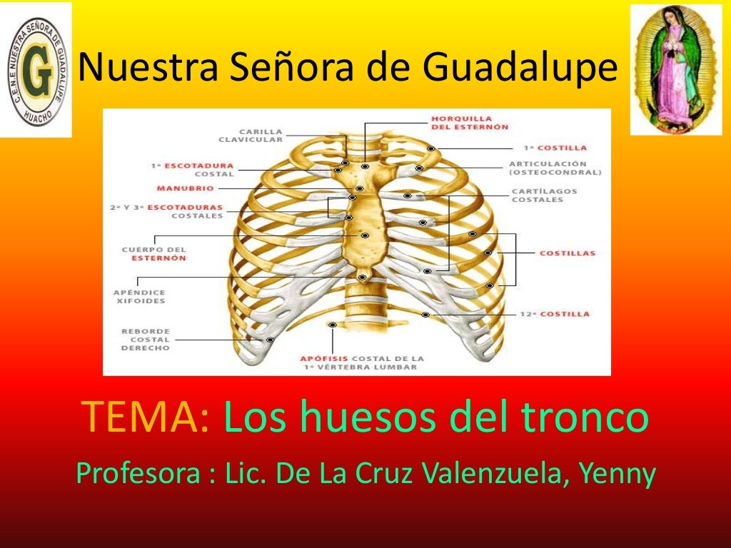 Los huesos del tronco