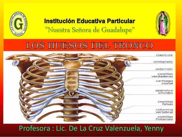 Los huesos del tronco
