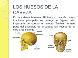 LOS HUESOS DE LA
CABEZA
En la cabeza tenemos 28 huesos, una de cuyas
funciones principales es proteger el órgano más
importante del cuerpo: el cerebro. También forman
parte del esqueleto de la cabeza los huesos de la
cara y los del oído.
 