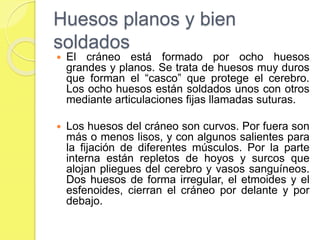 Huesos planos y bien
soldados
 El cráneo está formado por ocho huesos
grandes y planos. Se trata de huesos muy duros
que forman el “casco” que protege el cerebro.
Los ocho huesos están soldados unos con otros
mediante articulaciones fijas llamadas suturas.
 Los huesos del cráneo son curvos. Por fuera son
más o menos lisos, y con algunos salientes para
la fijación de diferentes músculos. Por la parte
interna están repletos de hoyos y surcos que
alojan pliegues del cerebro y vasos sanguíneos.
Dos huesos de forma irregular, el etmoides y el
esfenoides, cierran el cráneo por delante y por
debajo.
 