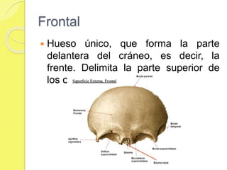 Frontal
 Hueso único, que forma la parte
delantera del cráneo, es decir, la
frente. Delimita la parte superior de
los ojos y la nariz.
 