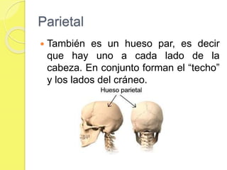 Parietal
 También es un hueso par, es decir
que hay uno a cada lado de la
cabeza. En conjunto forman el “techo”
y los lados del cráneo.
 