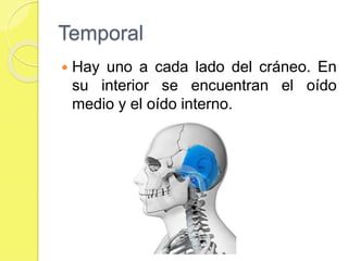 Temporal
 Hay uno a cada lado del cráneo. En
su interior se encuentran el oído
medio y el oído interno.
 