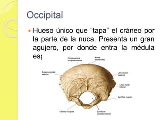 Occipital
 Hueso único que “tapa” el cráneo por
la parte de la nuca. Presenta un gran
agujero, por donde entra la médula
espinal.
 