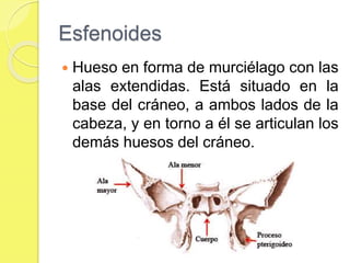 Esfenoides
 Hueso en forma de murciélago con las
alas extendidas. Está situado en la
base del cráneo, a ambos lados de la
cabeza, y en torno a él se articulan los
demás huesos del cráneo.
 