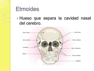 Etmoides
 Hueso que separa la cavidad nasal
del cerebro.
 