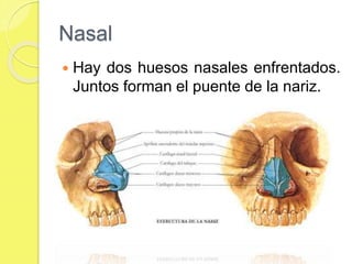 Nasal
 Hay dos huesos nasales enfrentados.
Juntos forman el puente de la nariz.
 