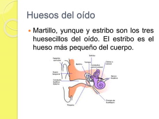 Huesos del oído
 Martillo, yunque y estribo son los tres
huesecillos del oído. El estribo es el
hueso más pequeño del cuerpo.
 